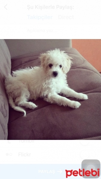 Maltese, Köpek  Zero fotoğrafı