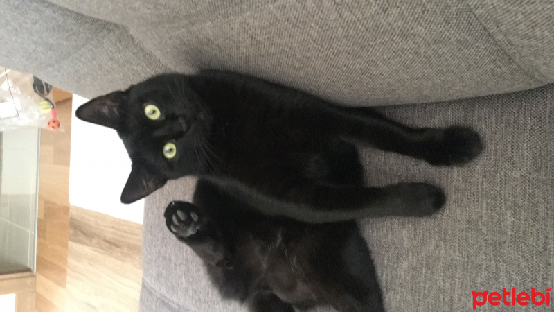 Tekir Kedi, Kedi  minnoş fotoğrafı