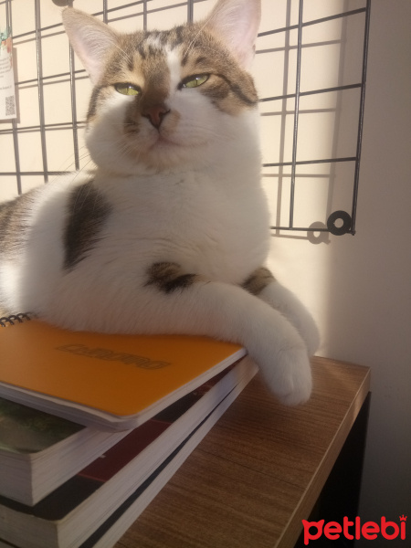 Tekir Kedi, Kedi  Lupin fotoğrafı