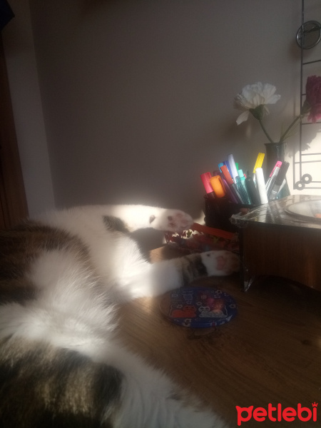 Tekir Kedi, Kedi  Lupin fotoğrafı