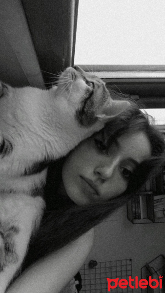 Tekir Kedi, Kedi  Lupin fotoğrafı