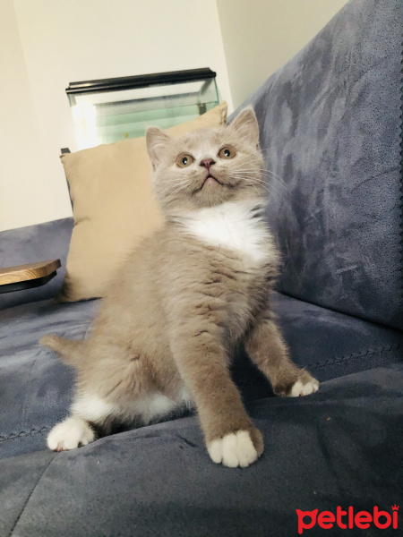British Shorthair, Kedi  Şermin fotoğrafı