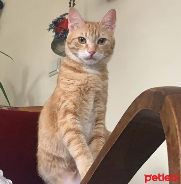 Sarman, Kedi  Miloş fotoğrafı