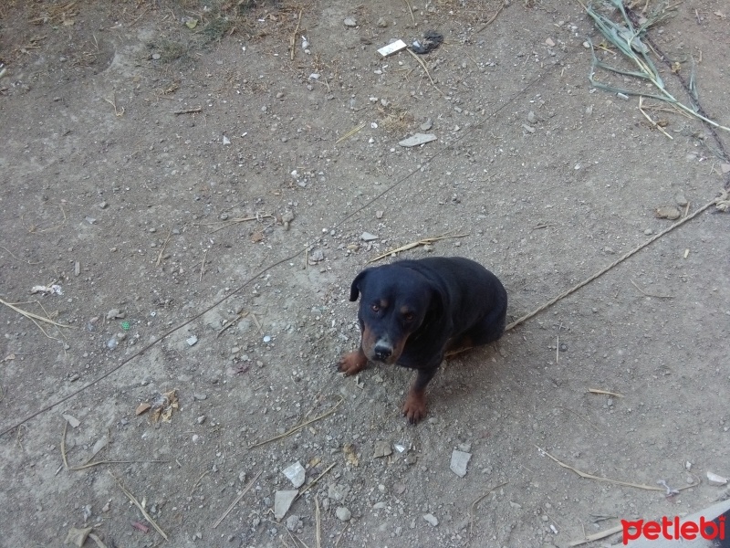 Rottweiler, Köpek  shila fotoğrafı