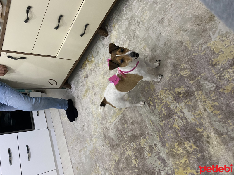 Jack Russell Terrier, Köpek  Maylo fotoğrafı