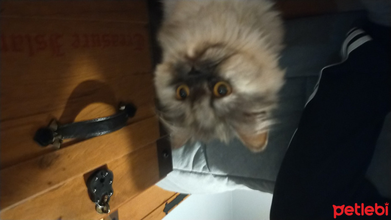 İran Kedisi (Persian), Kedi  Miya fotoğrafı