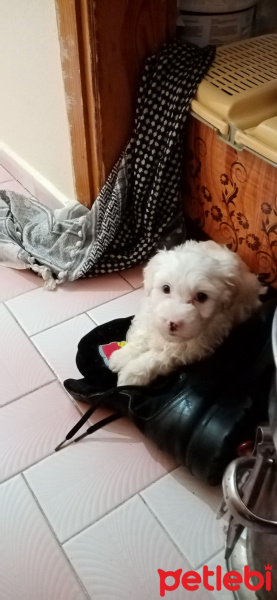 Maltese, Köpek  Arthur fotoğrafı