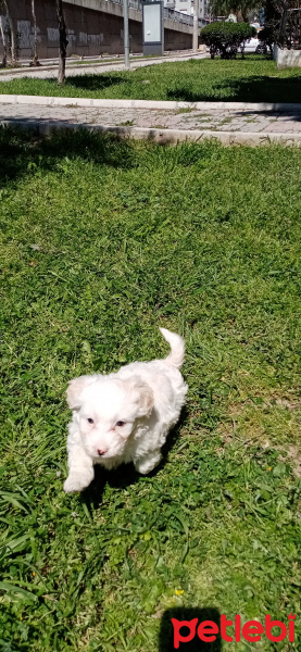 Maltese, Köpek  Arthur fotoğrafı