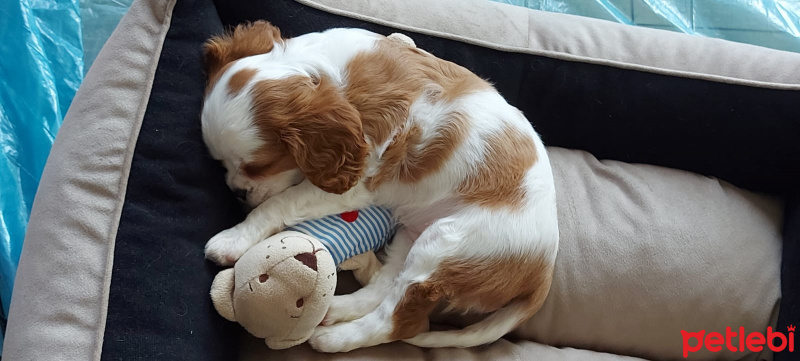 Cavalier King Charles Spanieli, Köpek  Carmen fotoğrafı