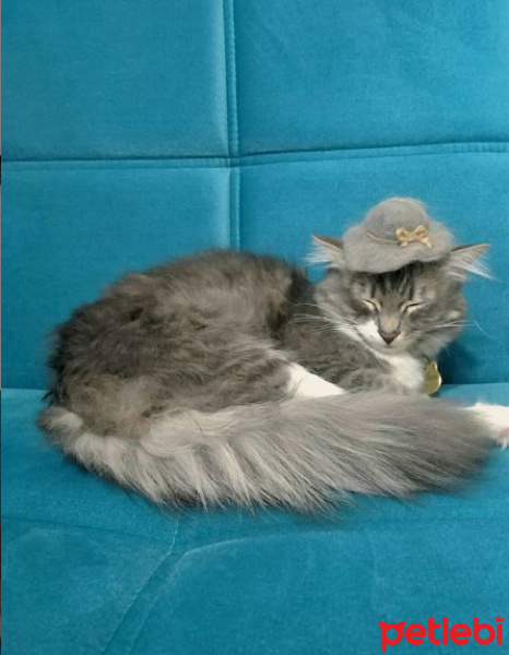 Tekir Kedi, Kedi  Bonibon fotoğrafı