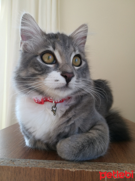 Tekir Kedi, Kedi  Bonibon fotoğrafı