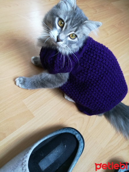 Tekir Kedi, Kedi  Bonibon fotoğrafı