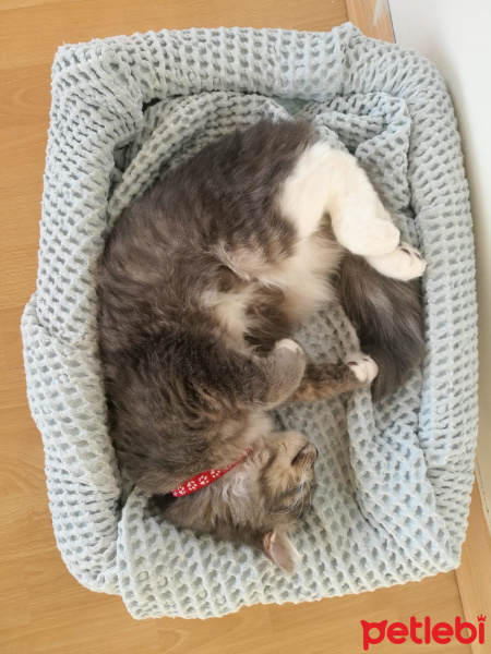 Tekir Kedi, Kedi  Bonibon fotoğrafı