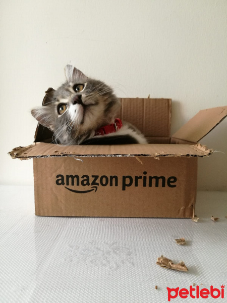 Tekir Kedi, Kedi  Bonibon fotoğrafı