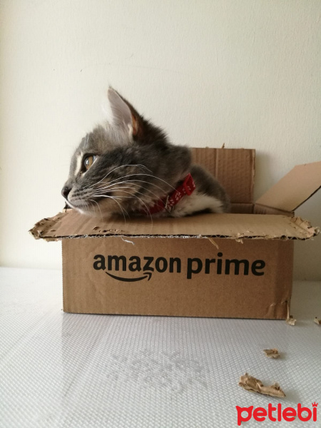 Tekir Kedi, Kedi  Bonibon fotoğrafı