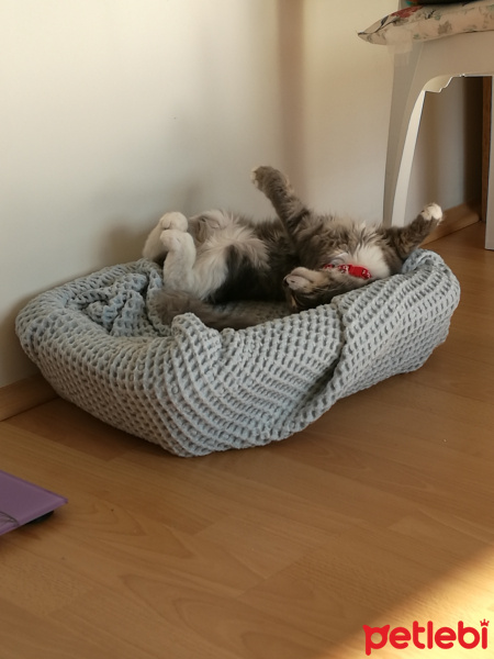 Tekir Kedi, Kedi  Bonibon fotoğrafı