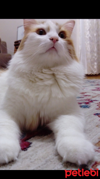 Sarman, Kedi  Koza Ergöktaş :)) fotoğrafı