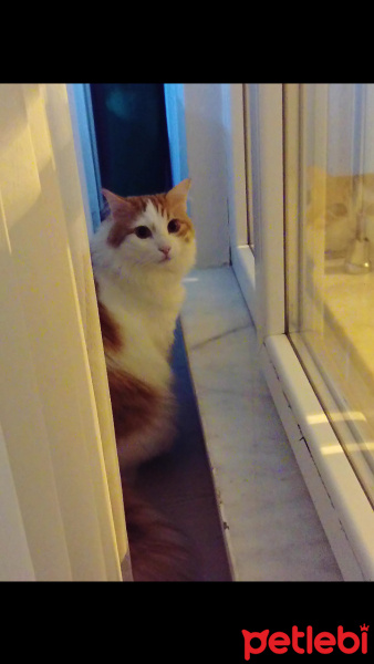 Sarman, Kedi  Koza Ergöktaş :)) fotoğrafı