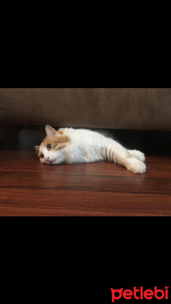 Sarman, Kedi  Koza Ergöktaş :)) fotoğrafı