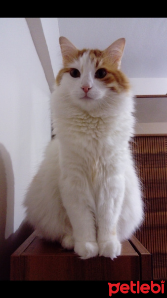 Sarman, Kedi  Koza Ergöktaş :)) fotoğrafı