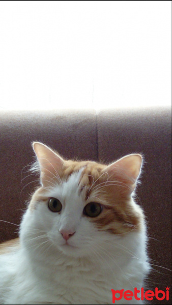 Sarman, Kedi  Koza Ergöktaş :)) fotoğrafı