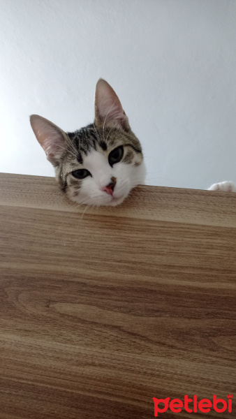 Tekir Kedi, Kedi  Mila fotoğrafı