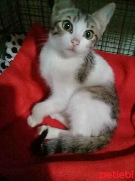 European Shorthair, Kedi  Wilbert fotoğrafı