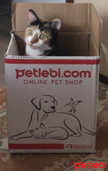 Tekir Kedi, Kedi  AHU fotoğrafı