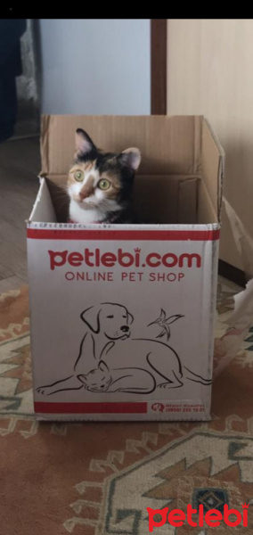 Tekir Kedi, Kedi  AHU fotoğrafı