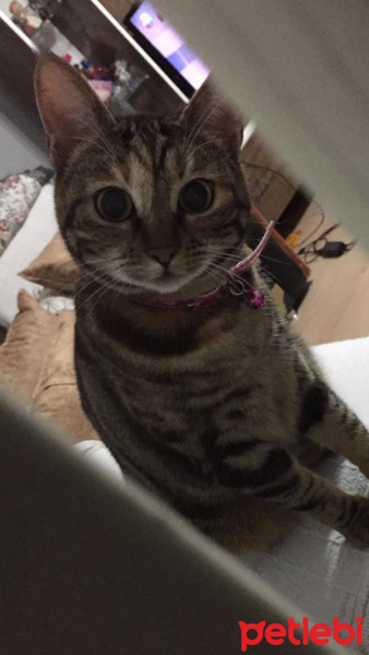 Tekir Kedi, Kedi  Gölge fotoğrafı