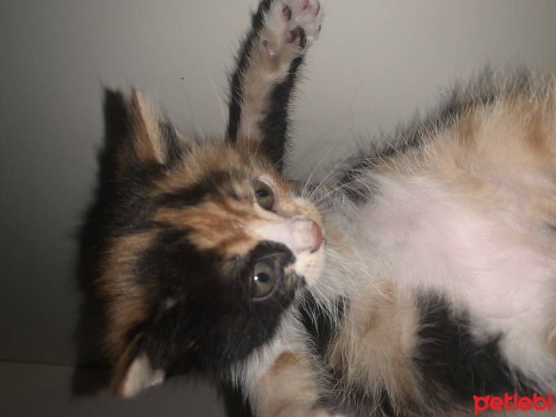 Tekir Kedi, Kedi  cips fotoğrafı