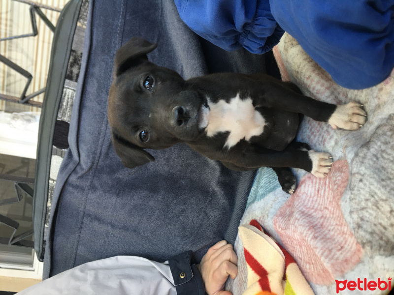 Amerikan Pitbull Terrier, Köpek  Lucy fotoğrafı