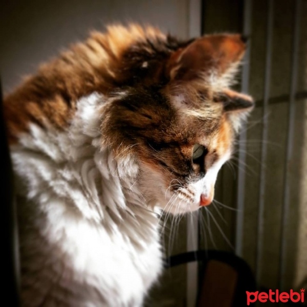 Norwegian Forest, Kedi  Kontes fotoğrafı