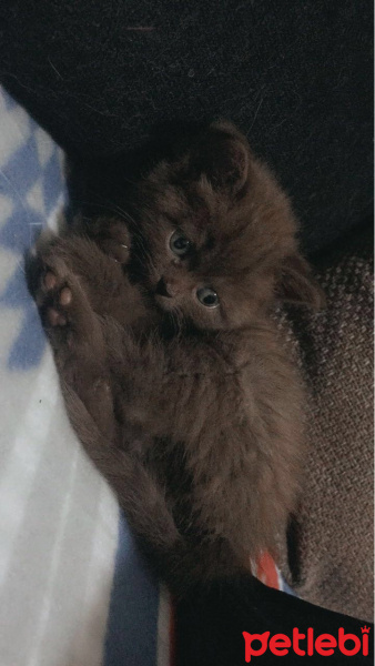 British Shorthair, Kedi  Çikolata fotoğrafı