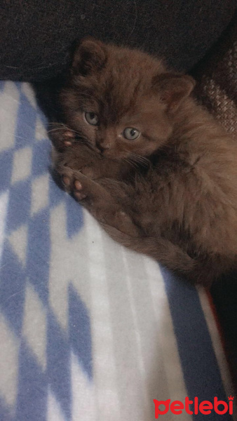 British Shorthair, Kedi  Çikolata fotoğrafı