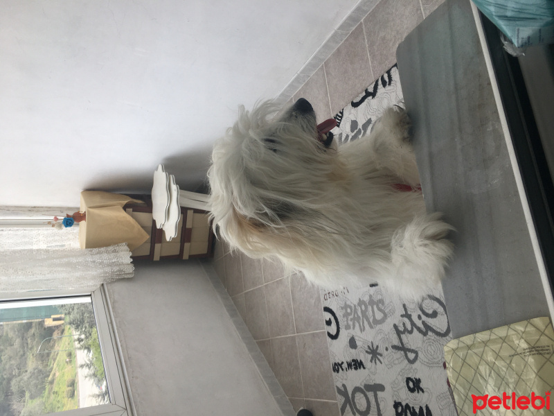 Collie, Köpek  Kaptan fotoğrafı