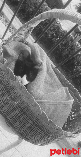 Tekir Kedi, Kedi  Lila fotoğrafı