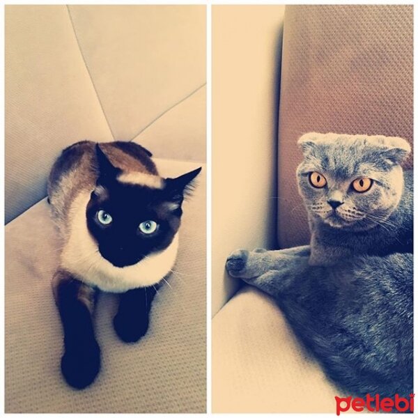 Scottish Fold, Kedi  matmazel fotoğrafı