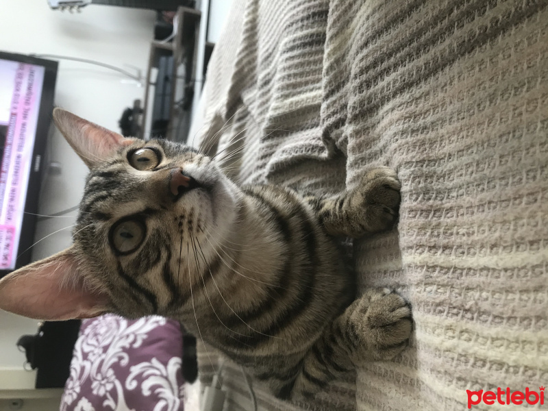 Tekir Kedi, Kedi  Feri fotoğrafı