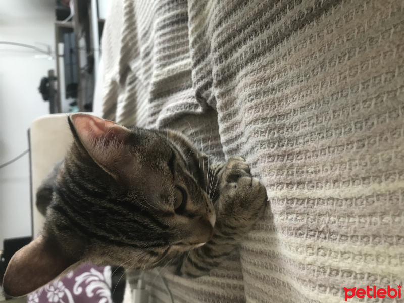 Tekir Kedi, Kedi  Feri fotoğrafı