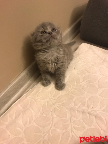 Scottish Fold, Kedi  Herkül fotoğrafı