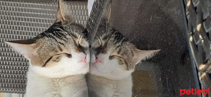 Tekir Kedi, Kedi  Boncuk fotoğrafı