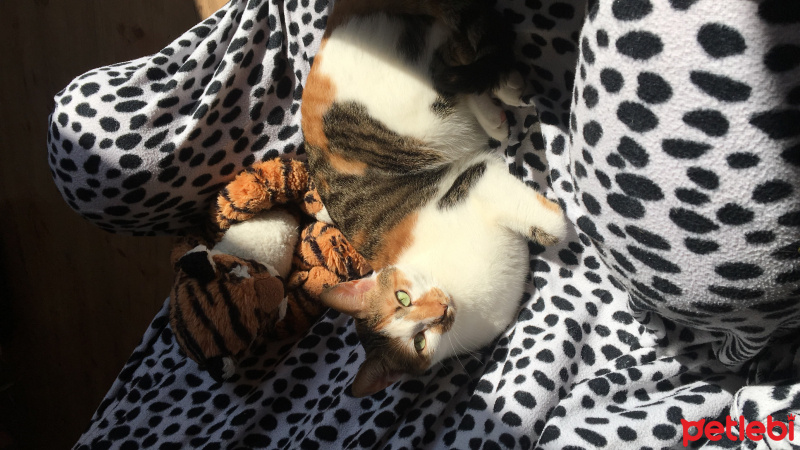 Tekir Kedi, Kedi  Cookie fotoğrafı