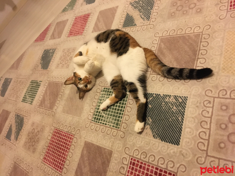 Tekir Kedi, Kedi  Cookie fotoğrafı