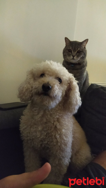 Poodle (Minyatür Kaniş), Köpek  Tarçın ❤️ fotoğrafı