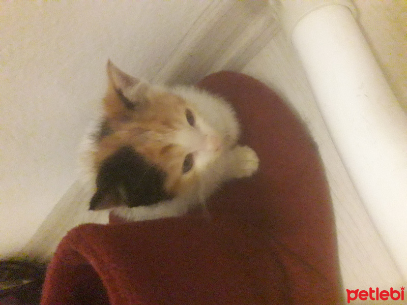 Tekir Kedi, Kedi  Kahve fotoğrafı