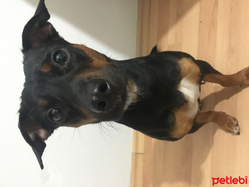 Minyatür Pinscher, Köpek  Bella fotoğrafı