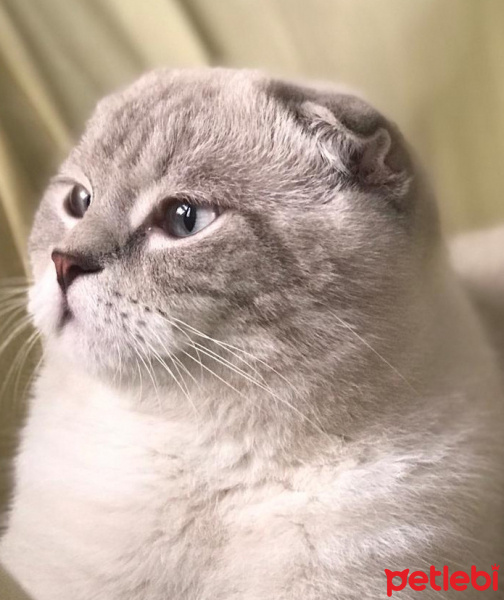 Scottish Fold, Kedi  Cesur Carlos fotoğrafı