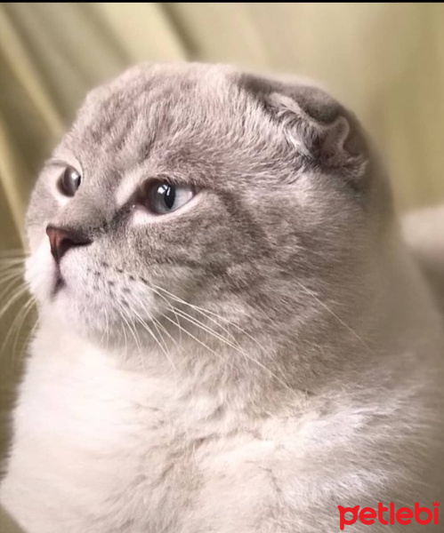 Scottish Fold, Kedi  Cesur Carlos fotoğrafı