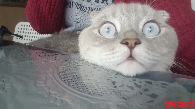 Scottish Fold, Kedi  Cesur Carlos fotoğrafı